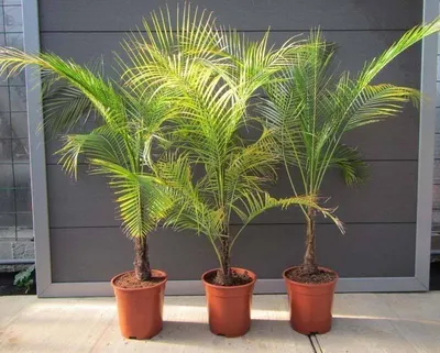 Красивая пальма из финиковой косточки | Идеальный огород | Дзен