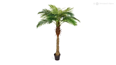 Искусственное растение Пальма финиковая Кустовая Амалия h180 купить в Гомеле