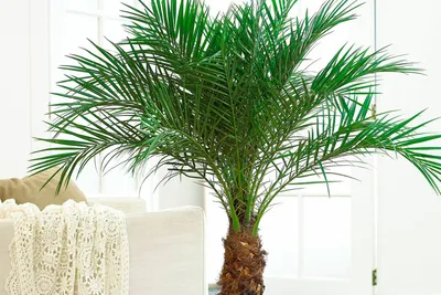 Комнатные пальмы – как устроить тропики у вас дома - Блог The Plant