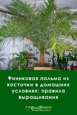 Как посадить финиковую пальму дома: способ от агронома