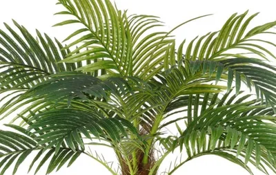 Финиковая пальма Робелена купить недорого в Москве | Комнатное растение  Финиковая пальма Робелена в интернет-магазине с доставкой по РФ