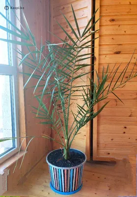 Финиковая пальма из косточки в домашних условиях: правила выращивания |  Домашние растения, Пальма, Пальмы