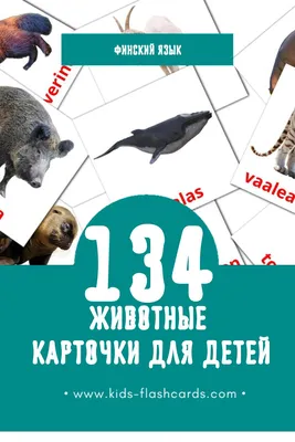 134 Бесплатных Картинок Животные для Обучения на Финском | PDF