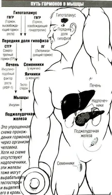 Два Мускулистый Мужчин Что Силовые Тренировки В Спортзале — стоковые  фотографии и другие картинки Тренажёрный зал - iStock