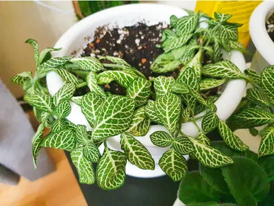 Фиттония: изображение роскошного растения