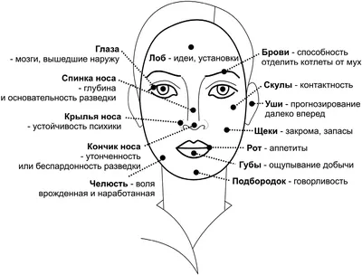 Физиогномика лица в картинках обучение фото