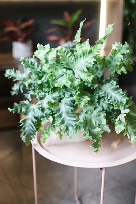 Прекрасное фото Флебодиума: необычное растение для дома