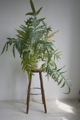 Фотография Флебодиума: уникальное растение для вашего интерьера