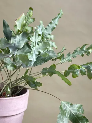 Фото Флебодиума: растение, которое придаст свежести вашему дому