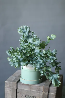 Изображение Флебодиума: зеленое растение для украшения вашей комнаты