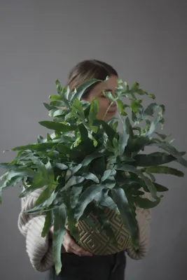 Фото растения Флебодиум: зеленое настроение в вашей комнате