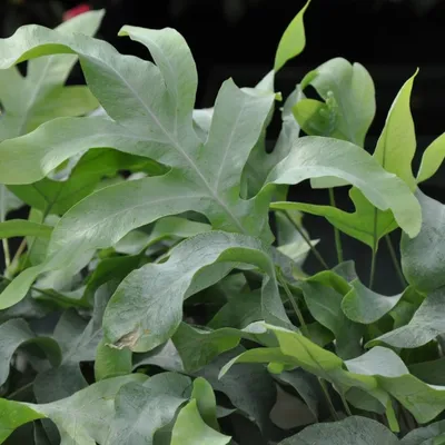 Флебодиум на фото: уникальное растение для вашего интерьера