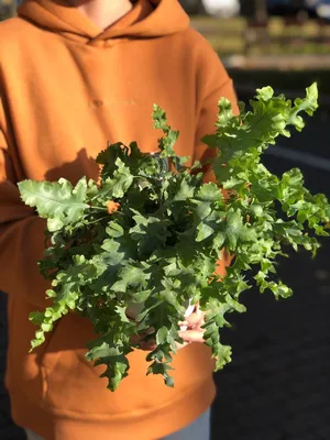 Фотография Флебодиума: уникальное растение для вашего дома