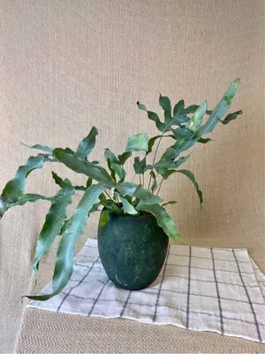Флебодиум на картинке: зеленое растение для вашего домашнего уюта