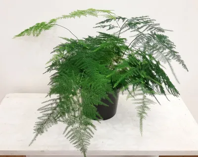 Фото комнатного растения Флебодиума: как добиться его роскошного вида