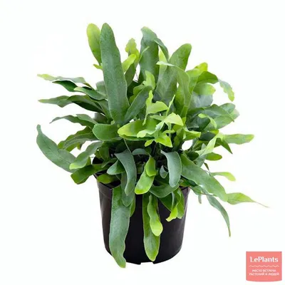 Флебодиум на фото: зеленое растение для вашей комнаты