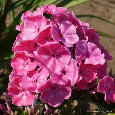 Phlox (sk. paniculata) 'ANASTASIA' - Havlis.cz