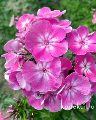 Phlox Anastasia