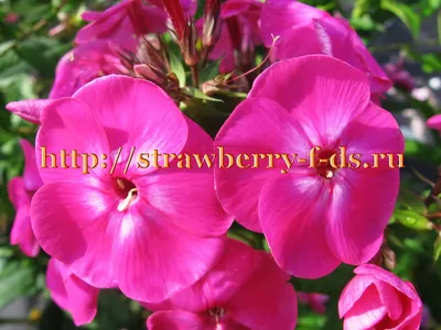 Anastasia' - daylily-phlox.eu