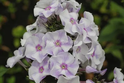 Флокс 'Анастасия' / Phlox 'Anastasia'