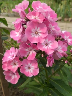 Флокс метельчатый 'Анастасия' (Phlox paniculata 'Anastasia') - Северная  Флора