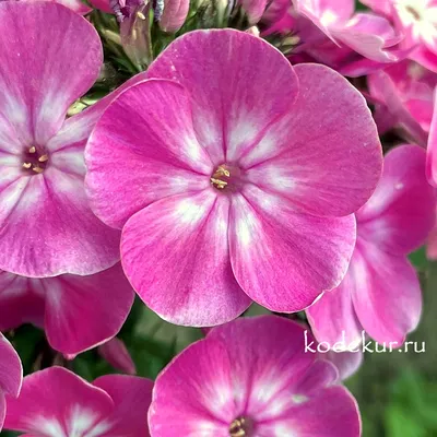 Phlox paniculata 'Alexandra' - GARDENIDEA