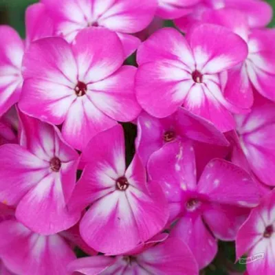 Флокс метальчатый Анастасия (Anastasia) (Phlox paniculata Anastasia) -  описание сорта, фото, саженцы, посадка, особенности ухода. Дачная  энциклопедия.