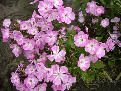 Photo of Phlox Anastasia (Phlox)