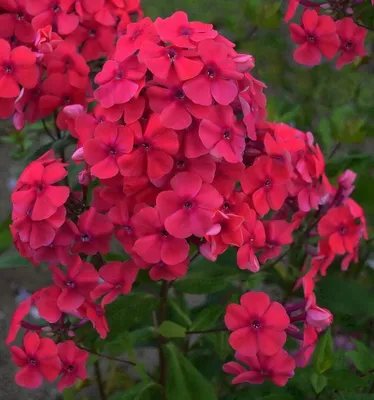 Флокс метельчатый (Phlox paniculata `Anastasia`) - Флокс метельчатый-Флокс  - Многолетники - Каталог - LESKOVO-PITOMNIK.ru