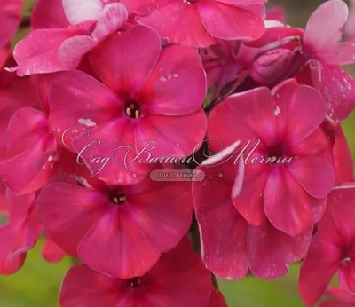 Phlox paniculata 'Otello' - GARDENIDEA