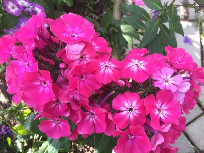 Garden Phlox 'Hercules' – Vermont Wildflower Farm