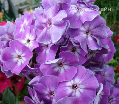 Phlox paniculata \" Anastasia \" - flox, plamenka Zahradnictví Krulichovi -  zahradnictví, květinářství, trvalky, skalničky, bylinky a koření