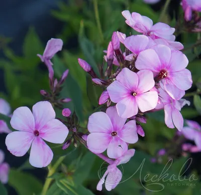 Anastasia' - daylily-phlox.eu