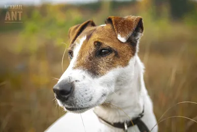 Фокстерьер Король победил на международной выставке собак в Нью-Йорке — РБК
