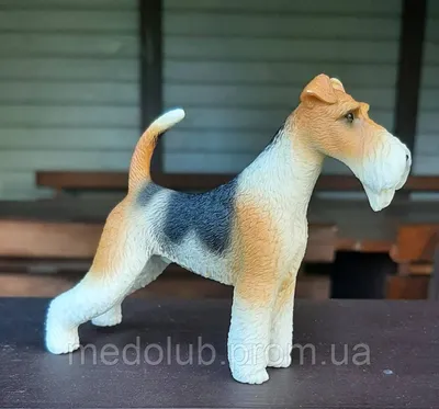 Файл:SLÄTHÅRIG FOXTERRIER, CZ CH RU CH Agria Who Cares (24208349581).jpg —  Википедия