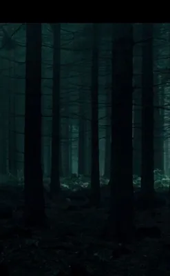 Фон ужаса. Страшные пугающие стволы деревьев в глубоком лесу зимы  светящиеся зеленоватый в темноте с мистическими в тени Стоковое Изображение  - изображение насчитывающей пуща, ландшафт: 210682487