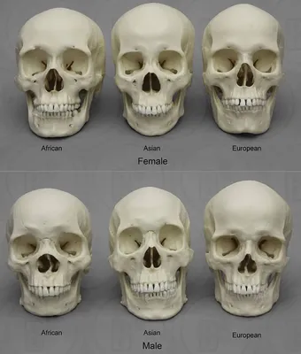 Формы черепа человека фото