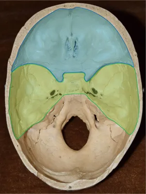 Изображения черепа человека для печати