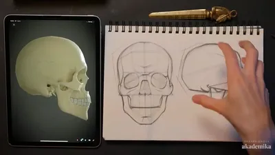 Изображения черепа человека в формате JPG, PNG, WebP