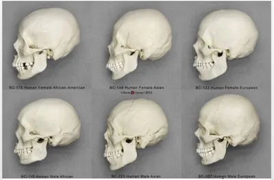 Формы черепа человека для изучения анатомии