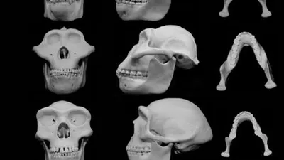 Изображения черепа человека для обучения
