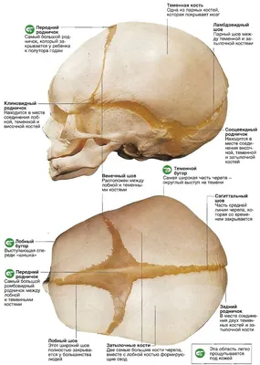 Черепа в медицине: фото коллекция