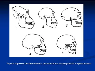 Формы черепа для дизайна и татуировок