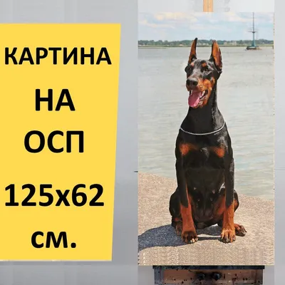 Собака Доберман с ошейником возле дома, ул. 40 лет Победы, 33/10 | Pet911.ru