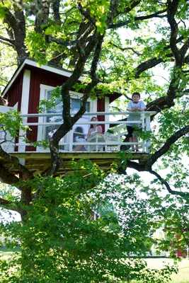 Дома на деревьях: фото внутри и снаружи — домики на дереве для детей,  проект дома на дереве | Houzz Россия