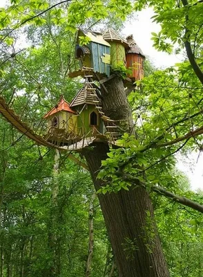 Ветвь американской мечты: кто строит домики на деревьях в России - Афиша  Daily