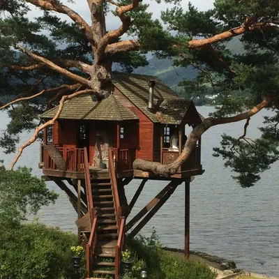 Строительство дома на дереве: древесина, материалы, безопасность,  эксплуатация