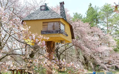 Самые красивые дома: Красивые дома на дереве