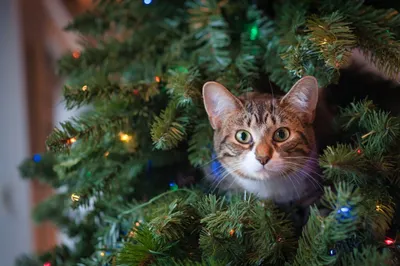 Роскошная рождественская елка дома Стоковое Фото - изображение  насчитывающей конец, роскошно: 146675448