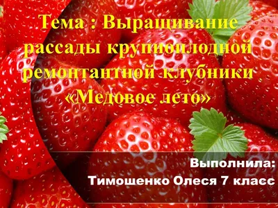Выращивание клубники в домашних условиях Домашняя ягодница OgorodNP  15072594 купить в интернет-магазине Wildberries
